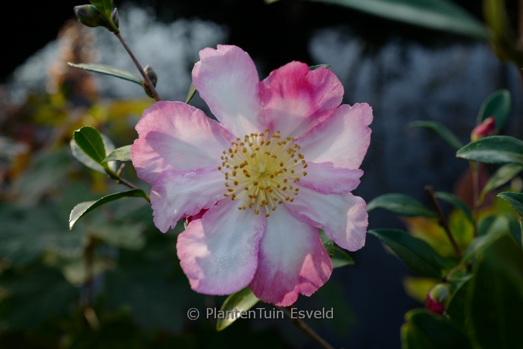 Camellia sasanqua 'Daishuhai' - Image 2