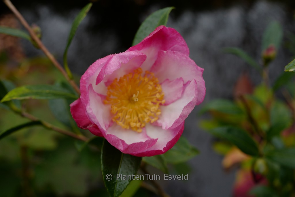Camellia sasanqua 'Daishuhai'