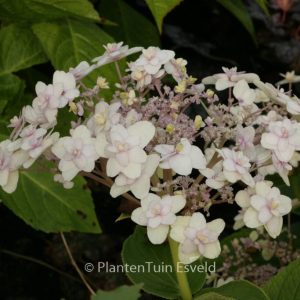 Hydrangea involucrata 'Multiplex'