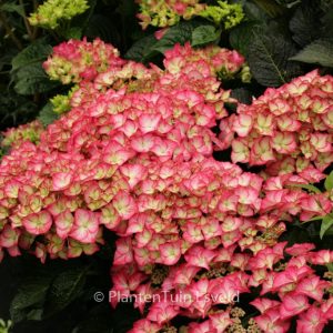 Hydrangea macrophylla 'Adula'