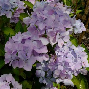 Hydrangea macrophylla 'Alaska'