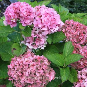 Hydrangea macrophylla 'Andriesia'