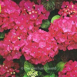 Hydrangea macrophylla 'Apotheose'