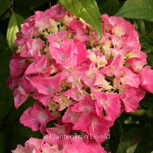 Hydrangea macrophylla 'Armand Draps'