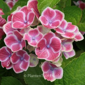 Hydrangea macrophylla 'Bavaria'