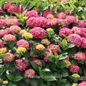 Hydrangea macrophylla 'Draps Wonder'