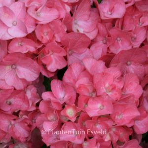 Hydrangea macrophylla 'Duro'