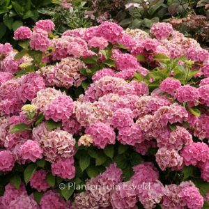 Hydrangea macrophylla 'Elbtal'