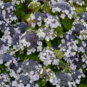 Hydrangea macrophylla 'Fireflame'