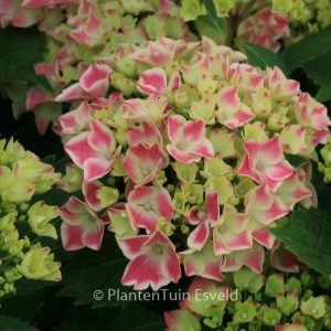 Hydrangea macrophylla 'Frau Katsuko' (LADY KATSUKO)