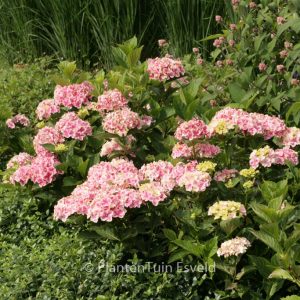 Hydrangea macrophylla 'Frau Nobuko' (LADY NOBUKO)