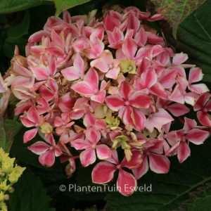 Hydrangea macrophylla 'Frau Noriko' (LADY NORIKO)