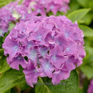 Hydrangea macrophylla 'Fripon'