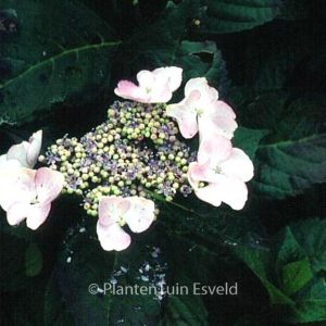 Hydrangea macrophylla 'Grant's Choice'