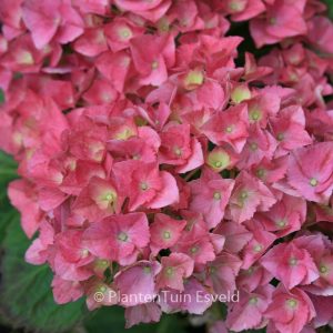 Hydrangea macrophylla 'Habsburg'