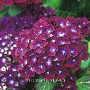 Hydrangea macrophylla 'Holehird Purple'