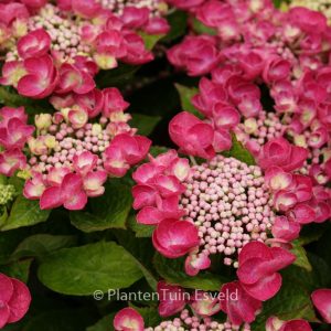 Hydrangea macrophylla 'Jixi'