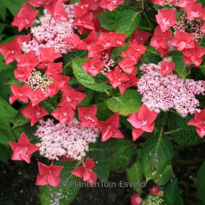 Hydrangea macrophylla 'Jon01' (LADY IN RED)