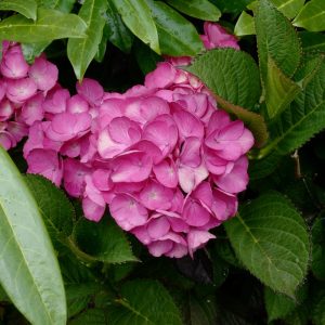 Hydrangea macrophylla 'Julisa'