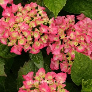 Hydrangea macrophylla 'Koenigstein'