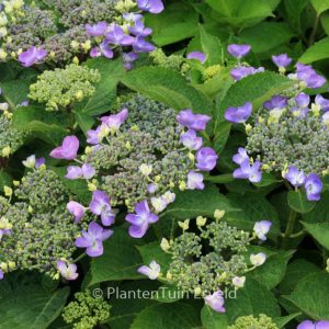 Hydrangea macrophylla 'Lutin'