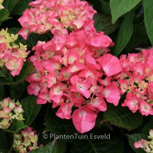 Hydrangea macrophylla 'Moritzburg' (SAXON)