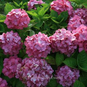 Hydrangea macrophylla 'Mousseline'