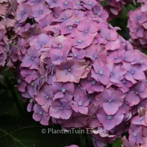 Hydrangea macrophylla 'Parzifal'