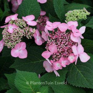 Hydrangea macrophylla 'Phiim' (TWIST-N-SHOUT)