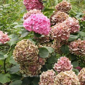 Hydrangea macrophylla 'Sainte Claire'