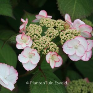 Hydrangea macrophylla 'Sandra'