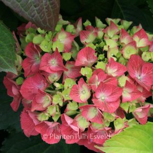 Hydrangea macrophylla 'Satinette'