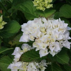 Hydrangea macrophylla 'Sturdy Hami'