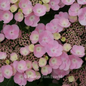 Hydrangea macrophylla 'Sturdy Nanping'