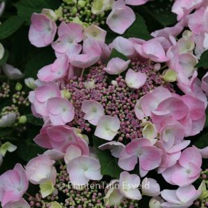 Hydrangea macrophylla 'Sweet Dreams'