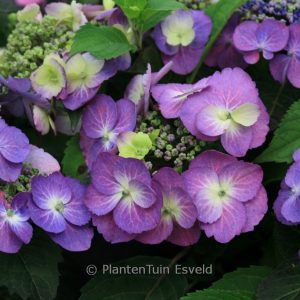 Hydrangea serrata 'MAK 20' (FLAIR & FLAVOURS BLUEBERRY CHEESECAKE)