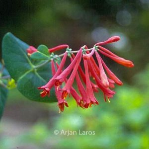 Lonicera sempervirens