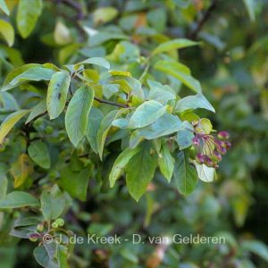 Malus fusca