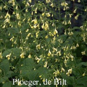 Nepeta govaniana