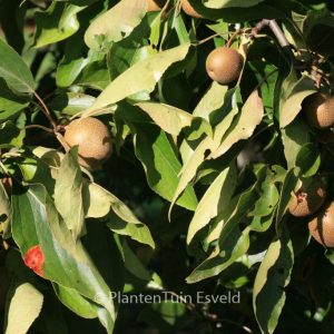 Pyrus pashia