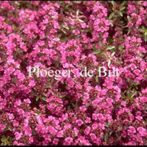 Thymus praecox 'Purple Beauty'