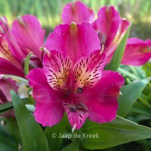 Alstroemeria 'Inticancha Goal' (INCA GOAL)