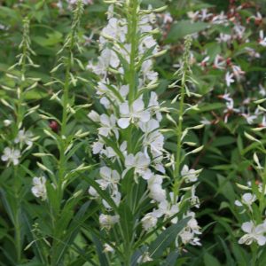 Epilobium angustifolium 'Album'