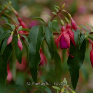 Fuchsia 'Bernisser Hardy'