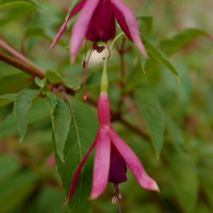 Fuchsia 'Delta's Pim'