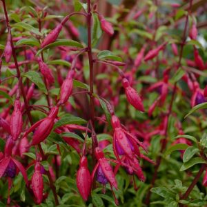 Fuchsia 'Flash'