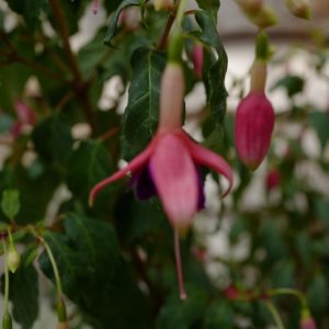 Fuchsia 'Gerrit van Veen'