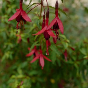 Fuchsia 'Papoose'