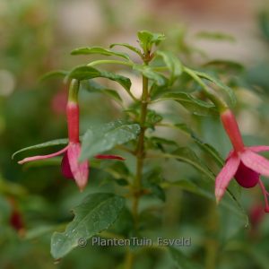 Fuchsia 'Whiteknight's Amethyst'