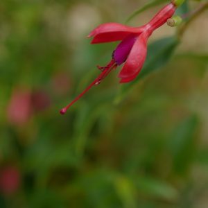 Fuchsia regia 'Gerrit'